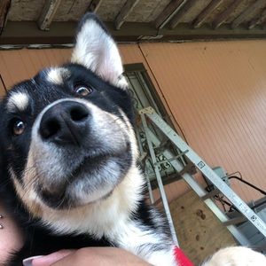 Meet your Posher, Iris